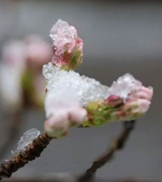 small group tours of Japan